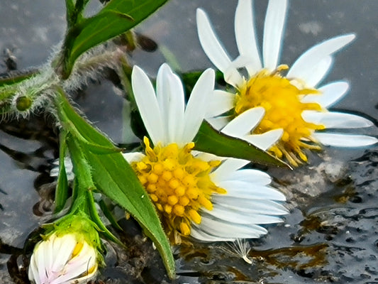 Nature is Art