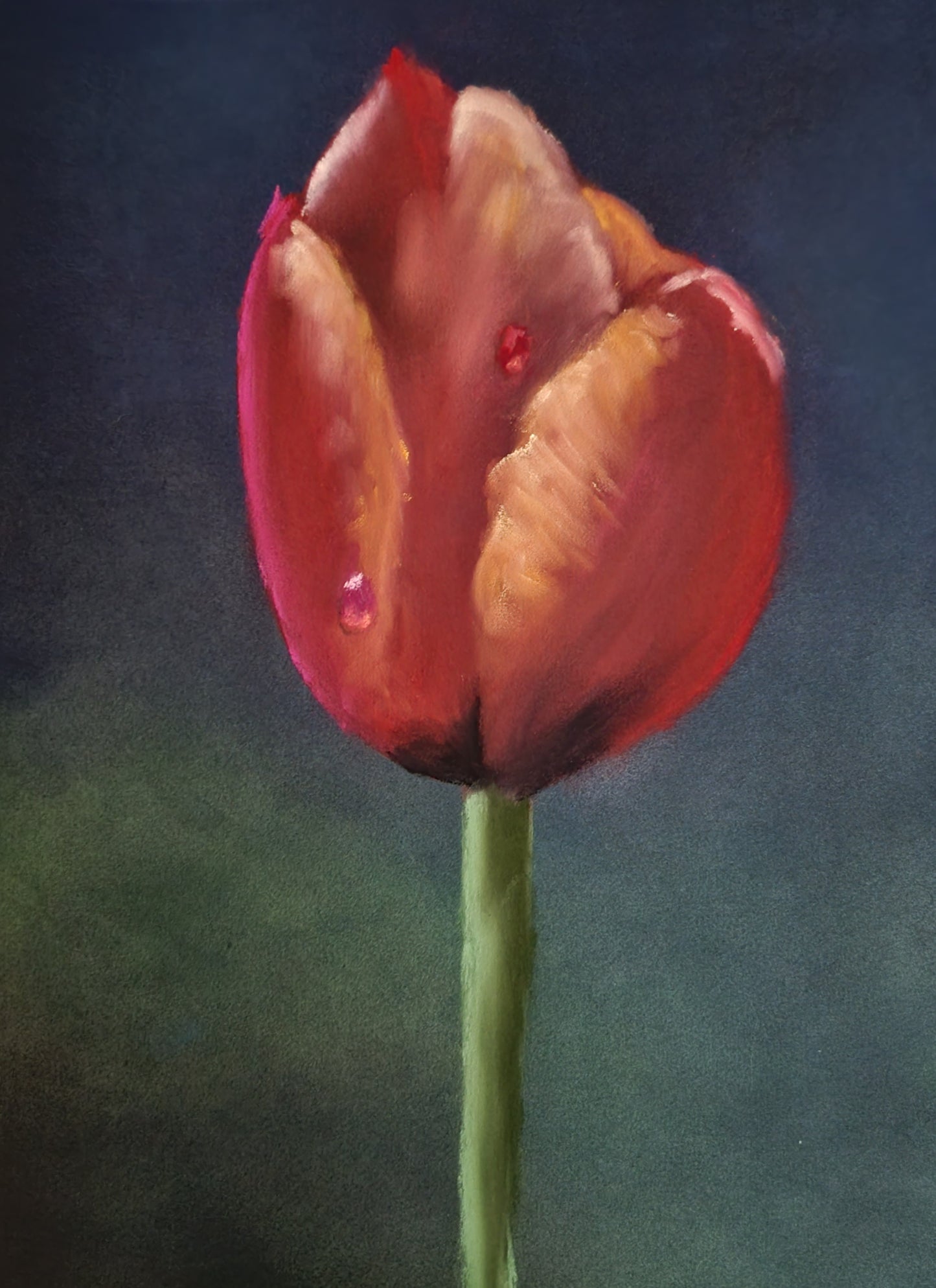 Fiery Tulip