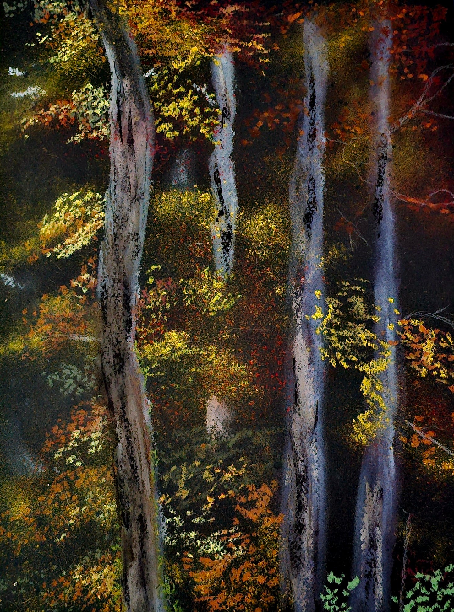 Forest Color Dance(Original)